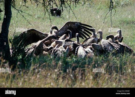 Vultures eating carcass hi-res stock photography and images - Alamy