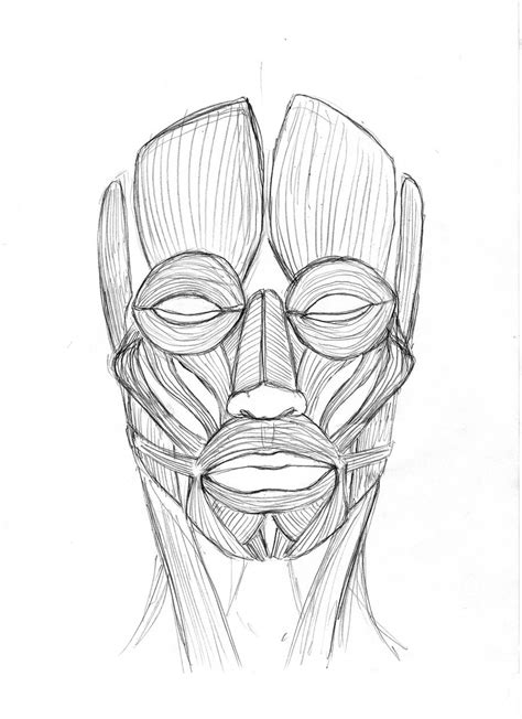 Front View: Muscles of the face by SteveGibson on DeviantArt