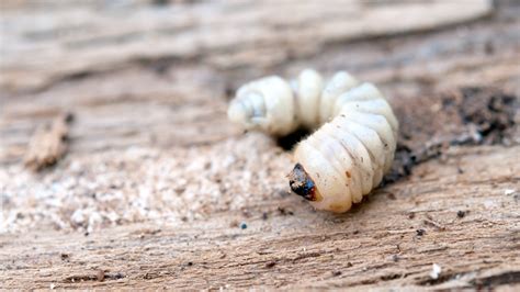 How to treat Woodworm and wood-boring beetles