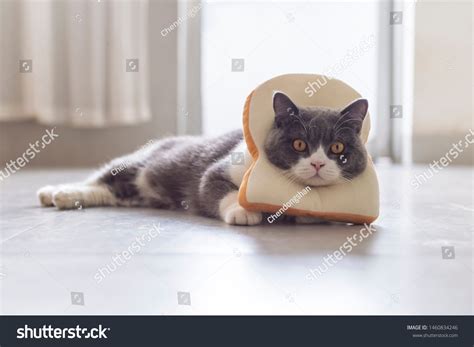 4,726 Cat In Bread Images, Stock Photos & Vectors | Shutterstock