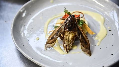 Food of the future? Five-star edible insects served up as Thailand gets creative with bug ...