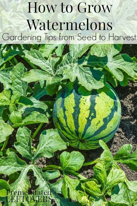 Tips for Growing Healthy Watermelon Plants