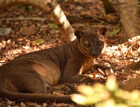 Fossa, Kirindy, Madagascar | Cryptoprocta | Rod Waddington | Flickr