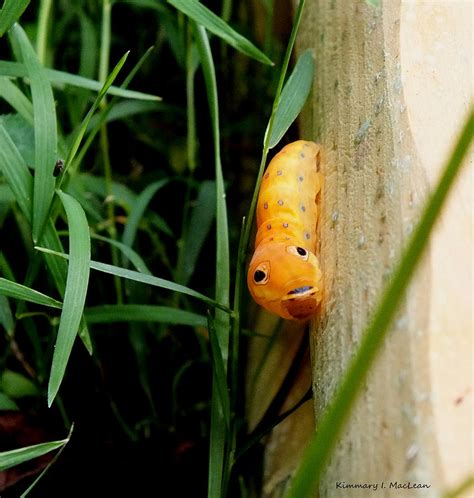 Spicebush Swallowtail Caterpillar Photograph by Kimmary MacLean