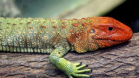 How big does a Caiman lizard get? Are Caiman lizards dangerous?