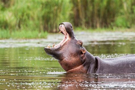 669 Female Hippopotamus Stock Photos - Free & Royalty-Free Stock Photos from Dreamstime