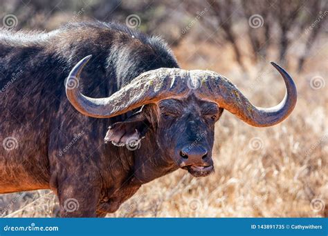 Cape Buffalo stock image. Image of five, african, habitat - 143891735