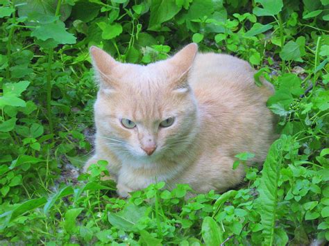 Resting Peach Kitty — Russian Cats Pictures