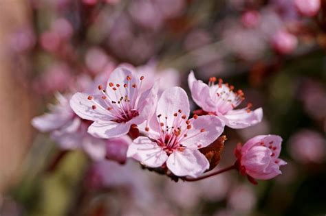 Cherry Blossom, Photography by Klaus Vartzbed | Artmajeur