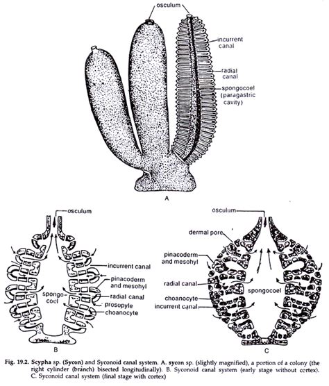 Sponges: Description and Structure | Phylum Porifera