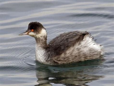 Eared Grebe Winter