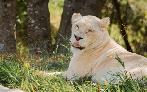 Meet the Animals | Greater Vancouver Zoo