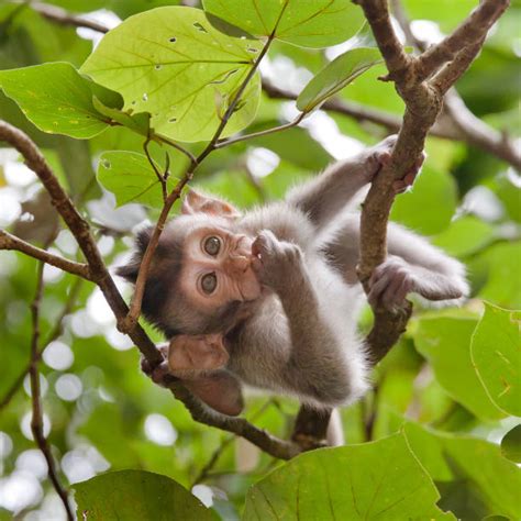 Best Monkey Tree Stock Photos, Pictures & Royalty-Free Images - iStock