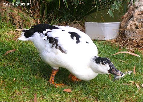 Duck Eating Fish | Well, the title says it all. A duck eatin… | Zachi ...