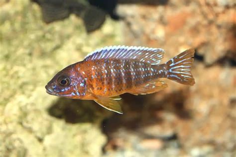 Lake Malawi Cichlids Guide - Cichlid Guide