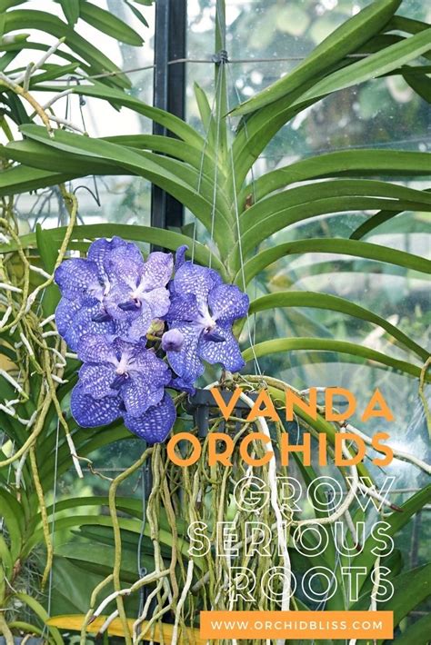 Trimming Orchid Roots: The Complete Guide - Orchid Bliss