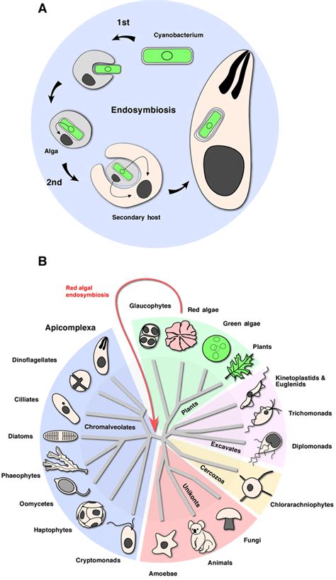 Secondary endosymbiosis and the origin of the phylum Apicomplexa (A)... | Download Scientific ...