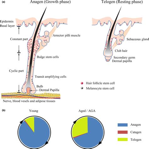 Aging in hair follicle stem cells and niche microenvironment | Semantic Scholar