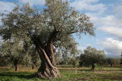 The olive tree is an evergreen tree, native to the Mediterranean basin. It lives over 100 years ...