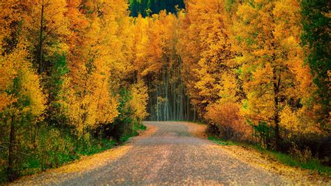 Yellow Green Autumn Trees Forest Road 4K HD Nature Wallpapers | HD Wallpapers | ID #62505