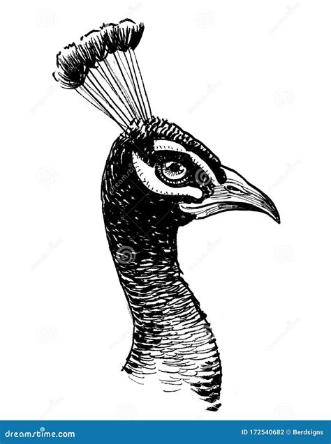 Peacock head stock illustration. Illustration of white - 172540682