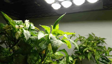 Growing Chillies Under Lights (Indoor Pepper Plant Guide) – The Bountiful Gardener