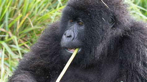 Chew On This: Personalized Health Care for Mountain Gorillas | Mirage News