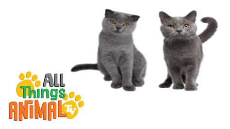 * CATS * | Animals For Kids | All Things Animal TV - YouTube