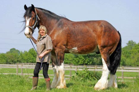 A Horse Of Course, And Rabbits Too: Shire horses