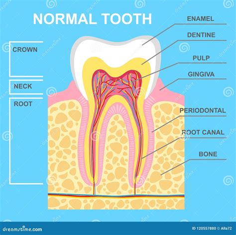 Human Teeth Diagram Labeled