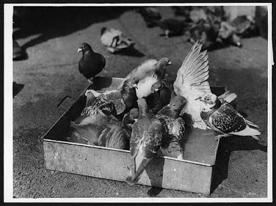 Dendroica: Carrier Pigeons