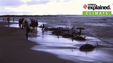 14 pilot whales stranded in Sri Lanka: What is whale stranding and why ...