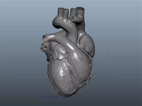 Anatomy Animated Human Heart Free 3d Model - .Ma, Mb - Open3dModel