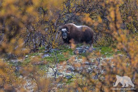 Wild Norway - Fascination Wildlife