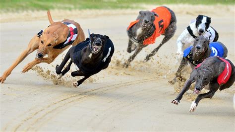 Greyhound racing tips & selections for Sunday September 3