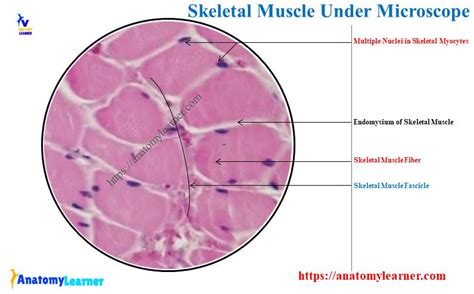 Skeletal Muscle Under Microscope with Labeled Diagram » AnatomyLearner >> The Place to Learn ...