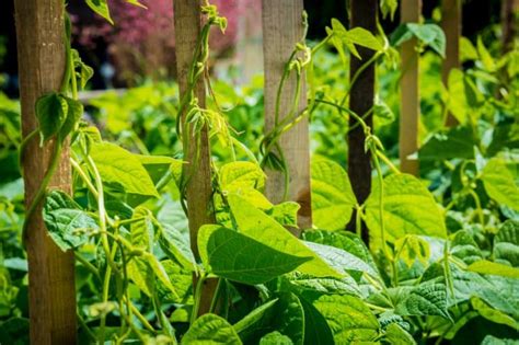 How to Plant Green Beans in Your Garden (Tricks to Care!)