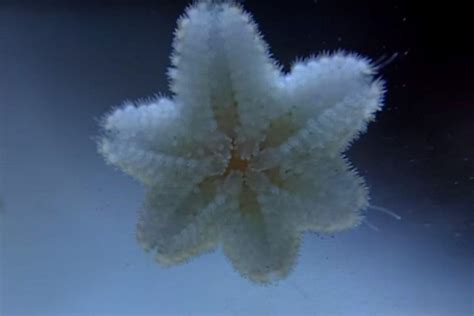 Asterina Starfish. Friend or Foe? - Shrimp and Snail Breeder