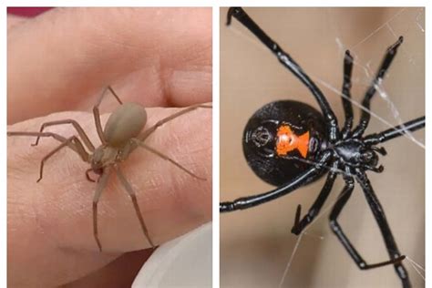 Explican diferencias entre araña violinista y viuda negra, ¿Cuál es más peligrosa? - xeu ...