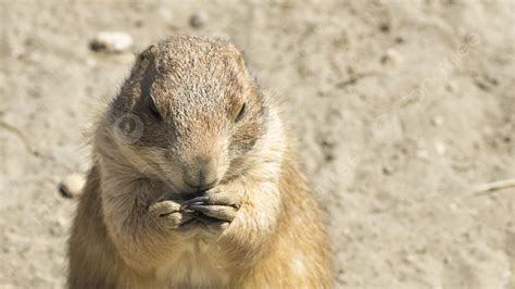 Souslik Ground Squirrel Eat Closeup Ground Photo Background And Picture For Free Download - Pngtree