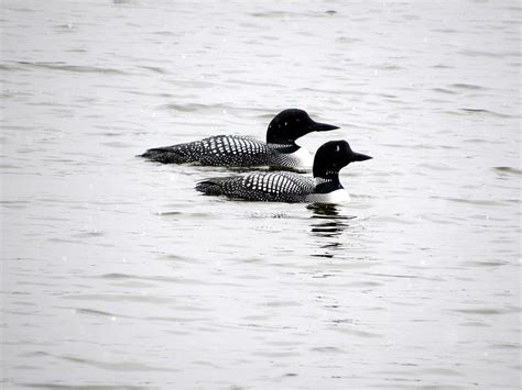 Common Loons During Migration Photograph by Sara Evans - Fine Art America