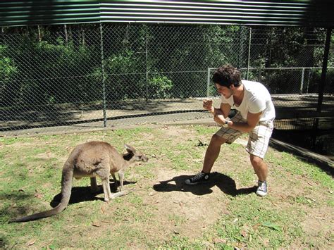 KANGAROO FIGHTING HUMAN IN AUSTRALIA ZOO. WHO WON