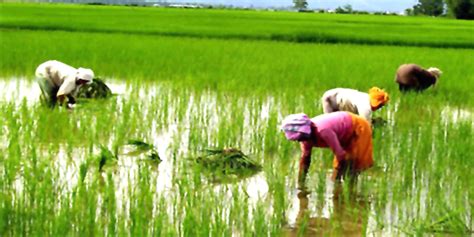 Chinese interested in investing in Sri Lanka's agriculture sector | Siyatha News - English