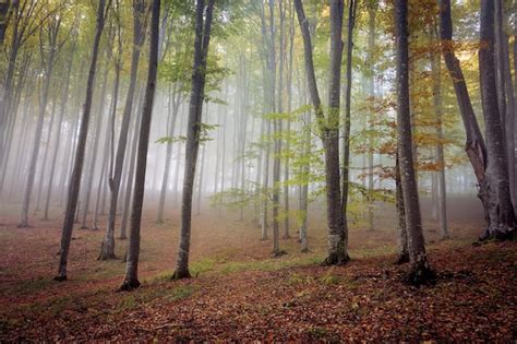 Premium Photo | Trees in forest during autumn