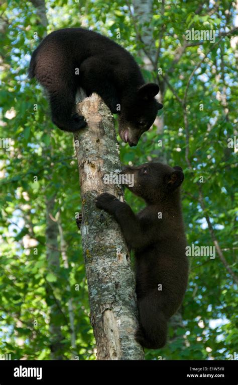 Black Bear Cubs Tree High Resolution Stock Photography and Images - Alamy