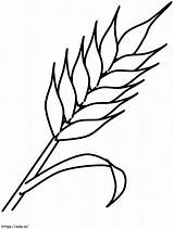 Crops Of Canada 1 coloring Page sketch template