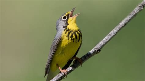 Court orders N.S. government to better protect endangered species | CBC ...