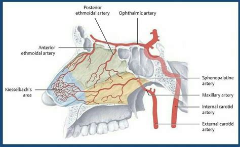 Note: "Ethmoidal arteries" are branch of "Opthalmic artery" which is branch of "Internal carotid ...