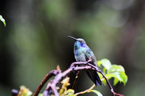 More beautiful hummingbirds | stacey t. | Flickr