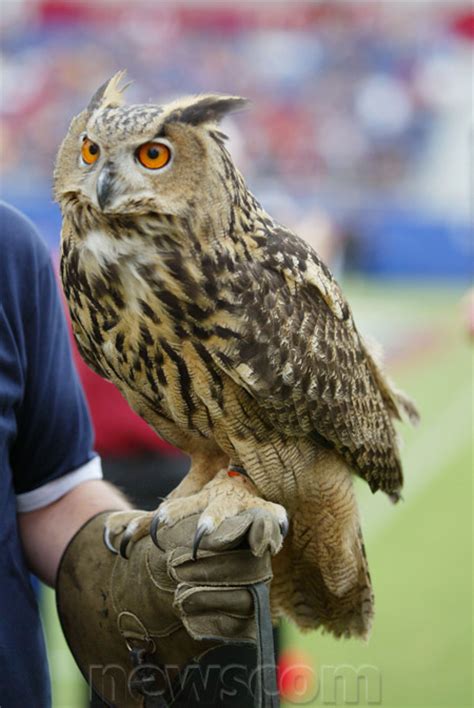 132+ Teams in 132+ Days: The Florida Atlantic University Owls : CFB